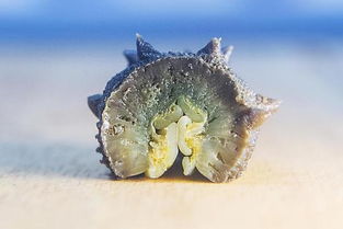 海参是宝 蒸着吃才最好