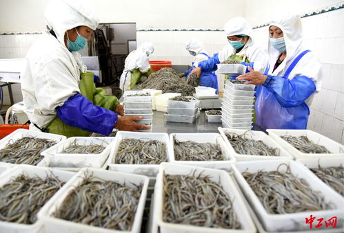 连云港 海产品加工助力家门口就业