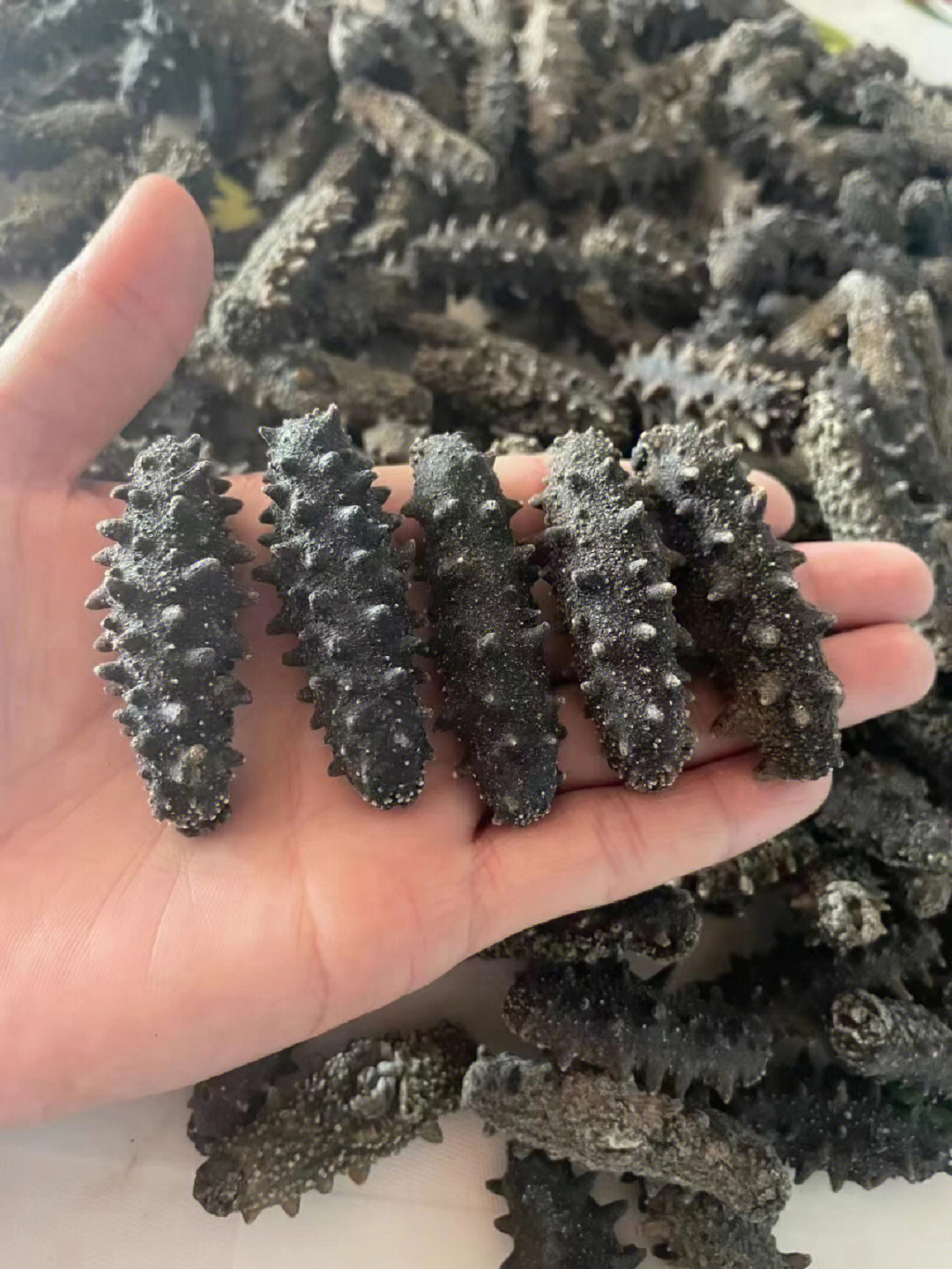 虎钢馋海参 带刺螺纹海参干品 龙纹海参海产干货
