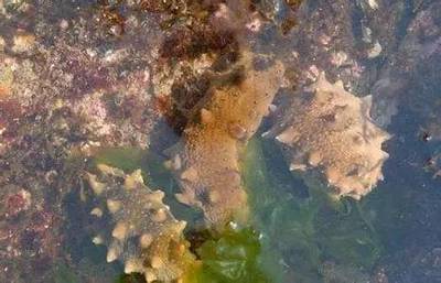 海洋地理|南海