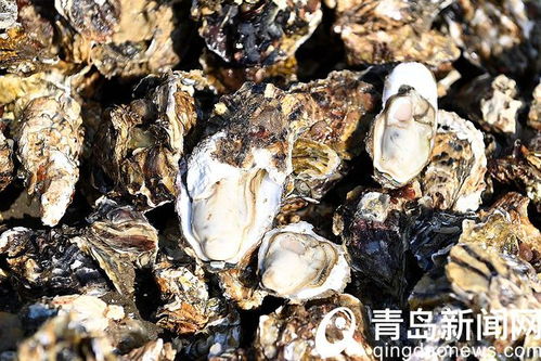 海产品销售旺季在风河入海口实拍养殖户抢收海蛎子