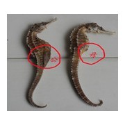 利马野生海马 引领海产干品加盟新浪潮