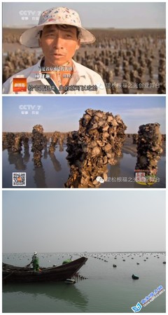 望松美丽家香 产学研协作推动牡蛎全产业链创新与休闲食品升级