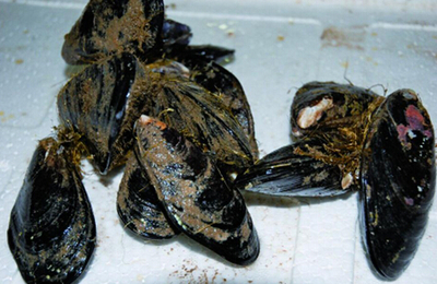 淡菜的涨发与食用方法 海产干品的烹饪精髓