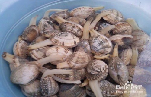 烹制麻辣花蛤的关键要点及海产干品使用注意事项